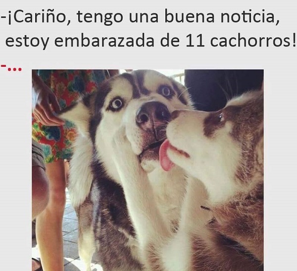 perro sorprendido