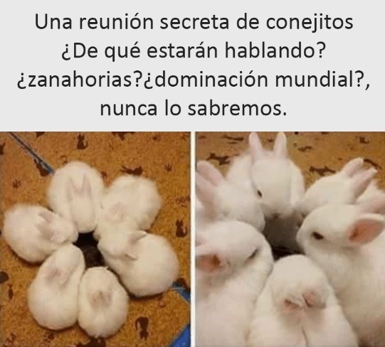 conejitos reunidos