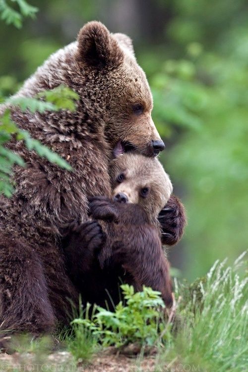 oso con un osezno