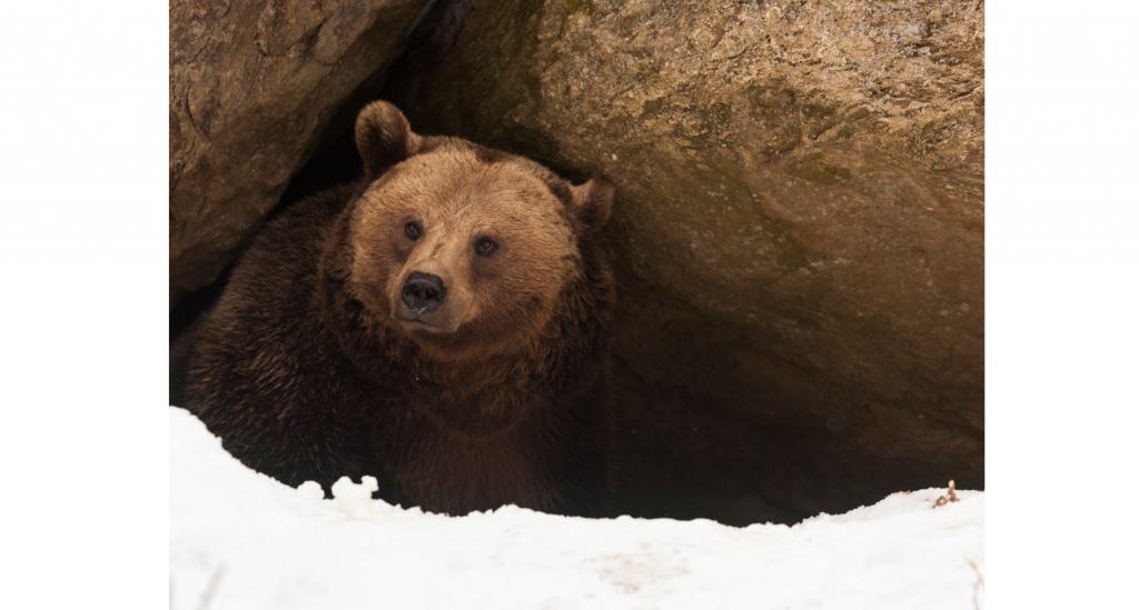 oso saliendo de cueva