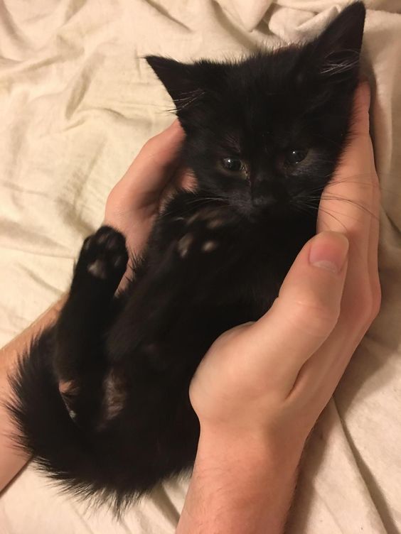pequeño gato negro