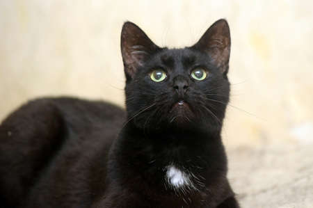 gato negro con mechón blanco