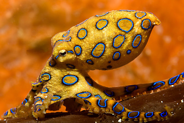 pulpo de anillos azules