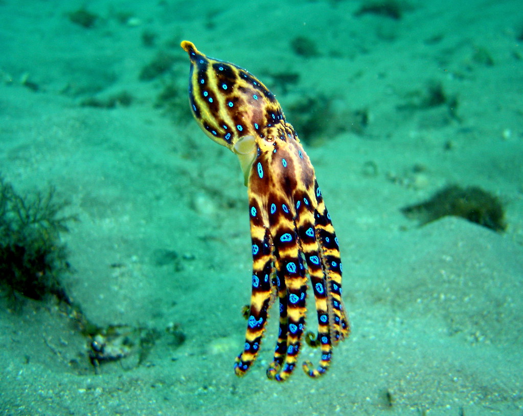 pulpo de anillos azules