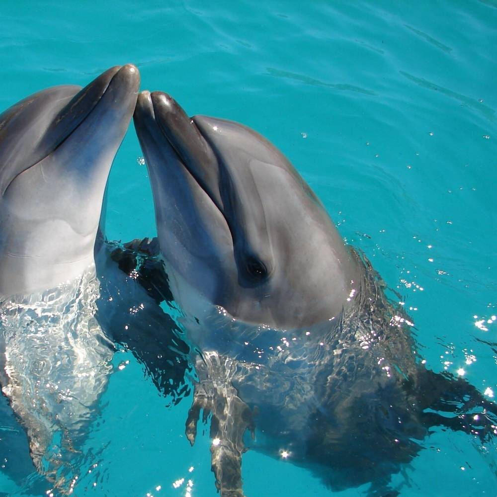 Todd Endris y los delfines