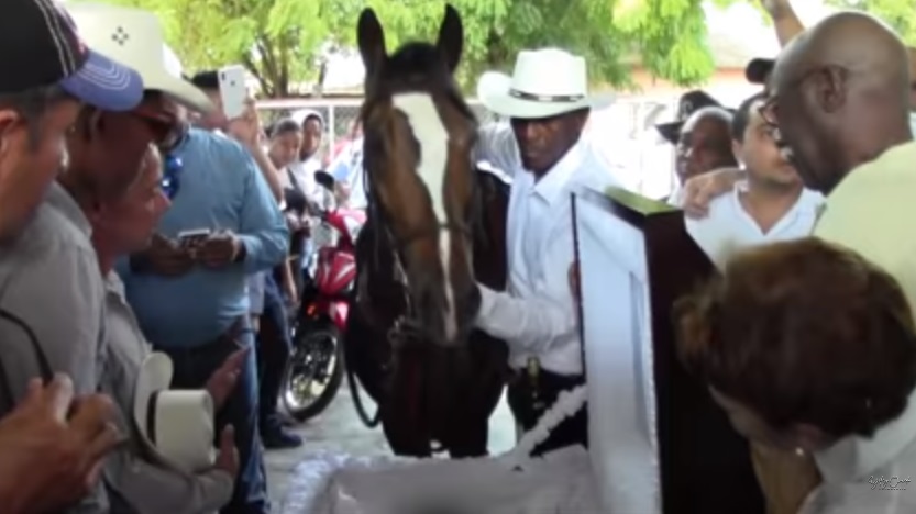 caballo se despide de su dueño en el funeral