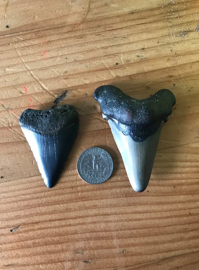 dientes de megalodon