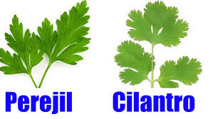 Como preparar este remedio natural de cilantro 