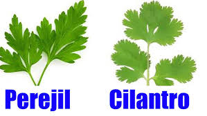 Como preparar este remedio natural de cilantro